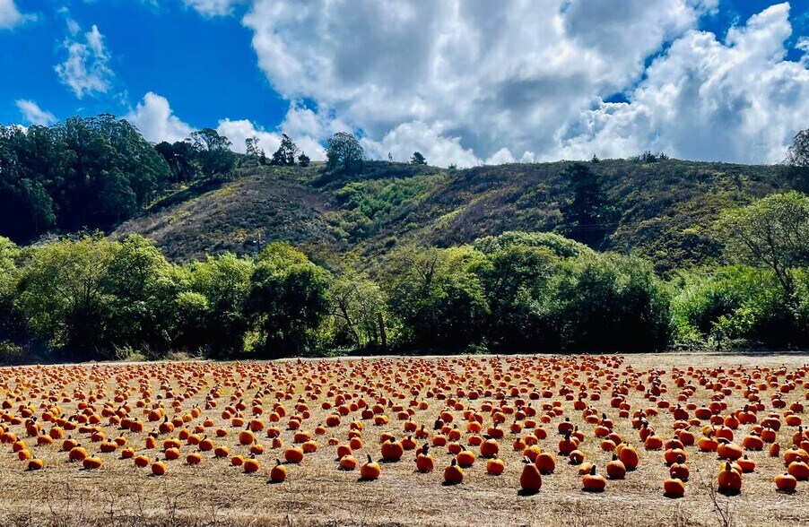 Pumpkin dreams - 75 Fern Rd