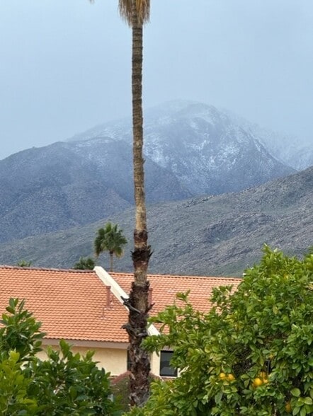 How did the palm tree get into the center of this photo? LOL - 255 E Avenida Granada