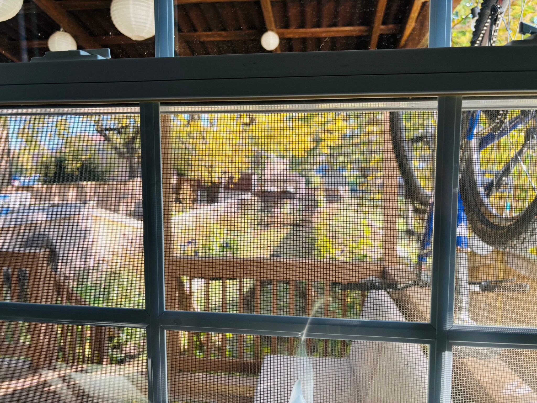 View out of kitchen window to backyard - 314 W 12th St