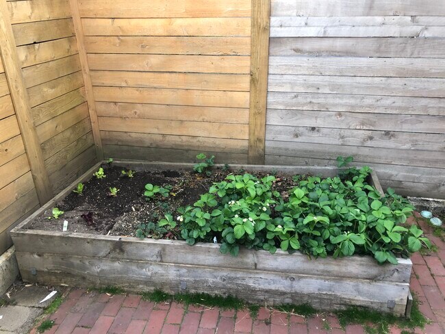 The strawberry patch is set-propagating with three different varieties. - 4118 SW View Point Ter