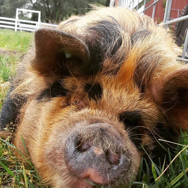 Building Photo - 9500 Fox Valley Dr