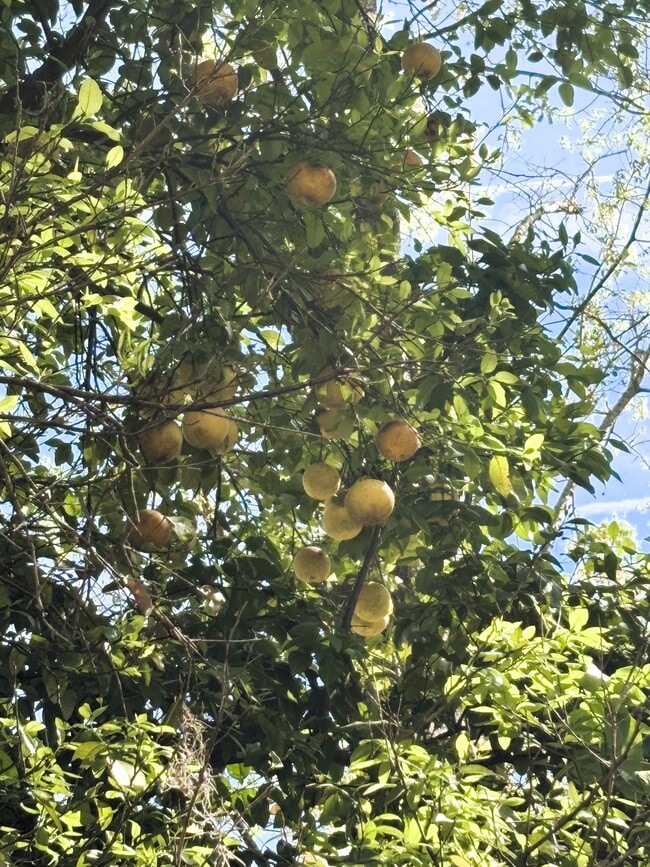 Building Photo - 371 Tom Lodge Rd