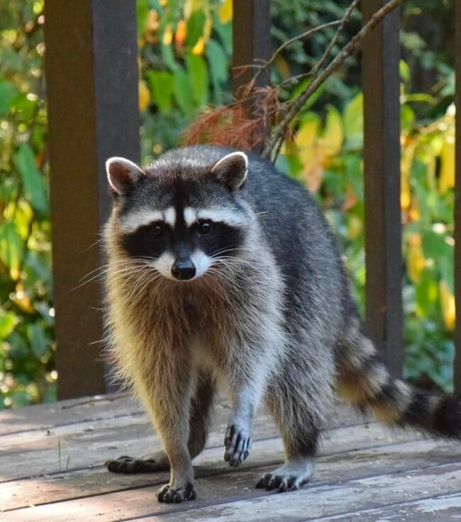 Building Photo - 14519 Rios Canyon Rd