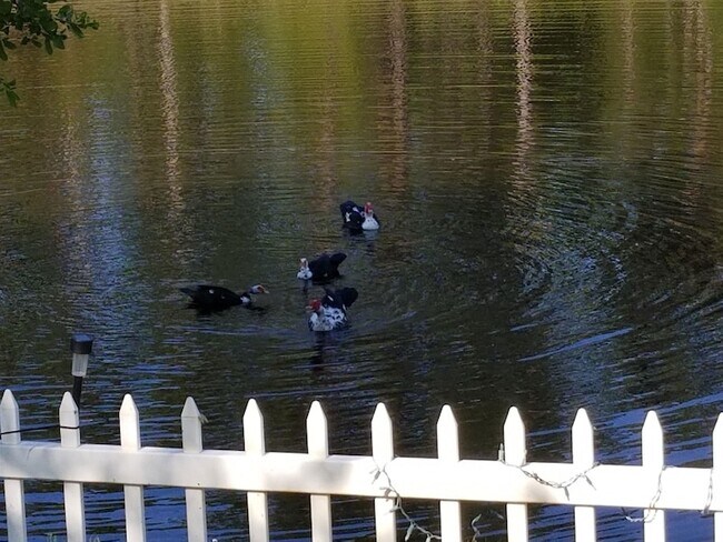 Building Photo - 237 N Hidden Tree Dr