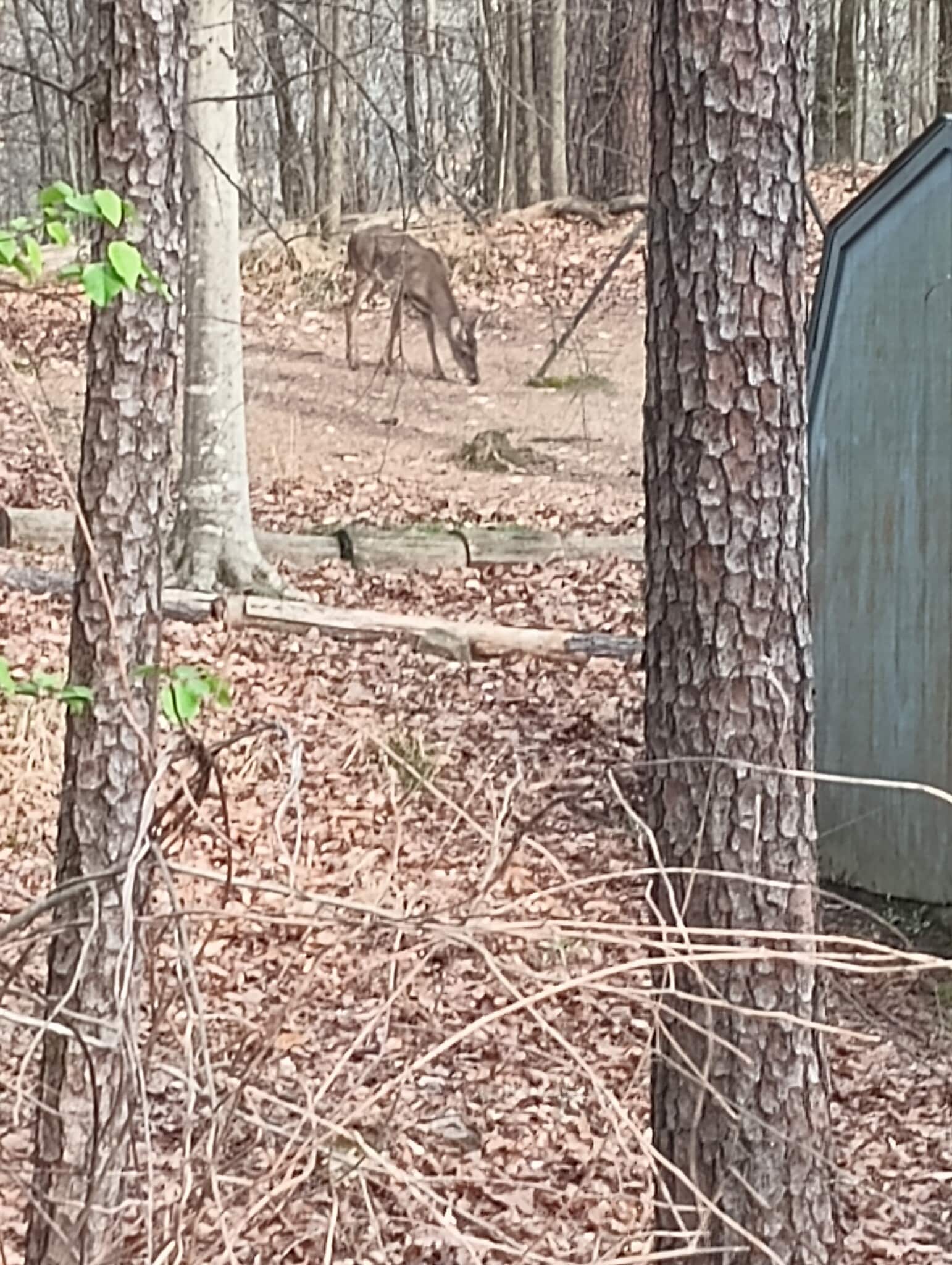 Backyard Deer - 2456 Burgundy Dr
