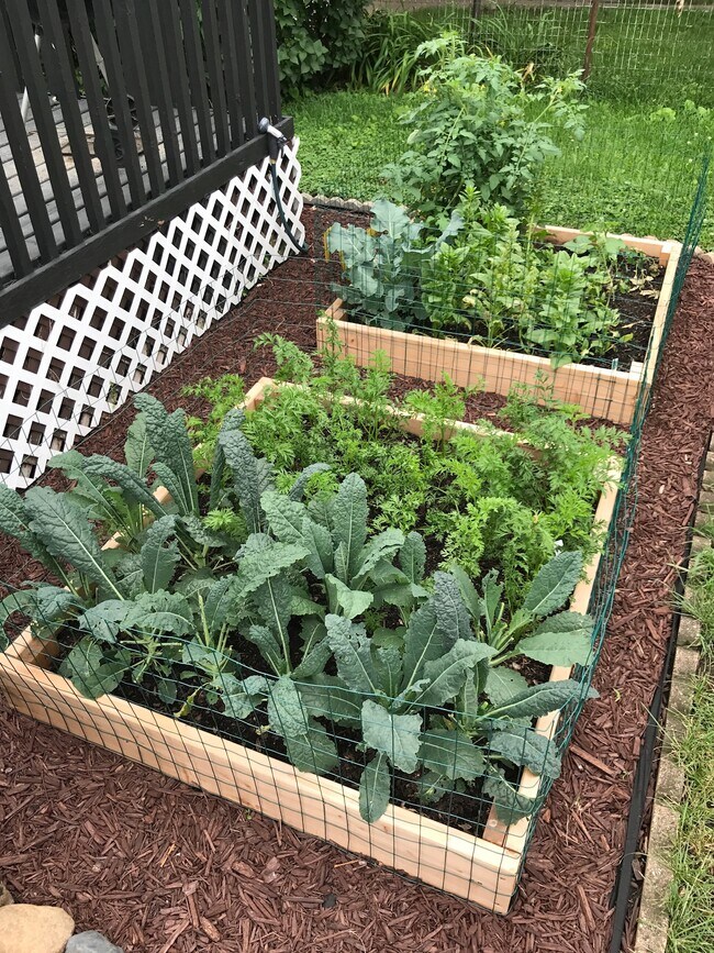 Garden area (backyard) - 4048 Snelling Ave