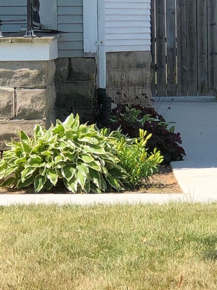 Outside landscape - 812 Swift Ave