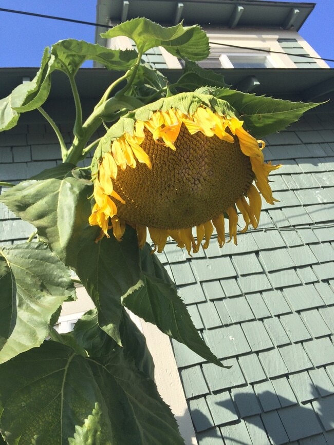 Building Photo - 3 Bedroom 2 Bathroom Home in Fantastic Location