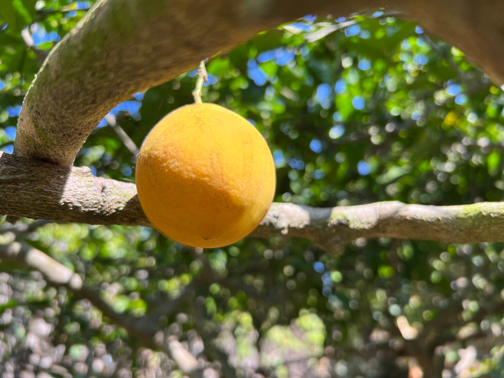 Building Photo - 144 San Rafael Ave