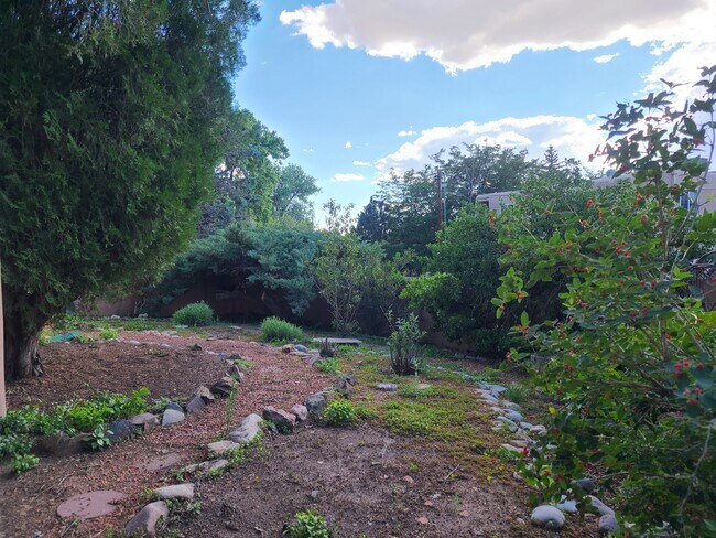Back yard - 103 El Alamo St