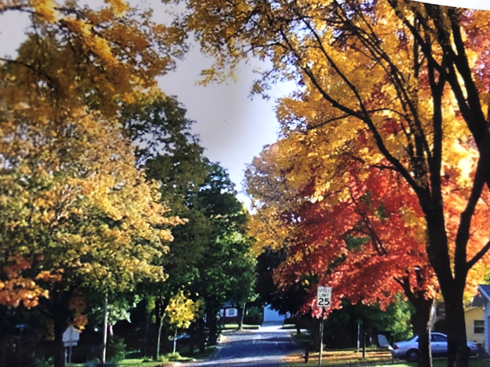 City is Gorgeous this season! - 5202 Schofield St