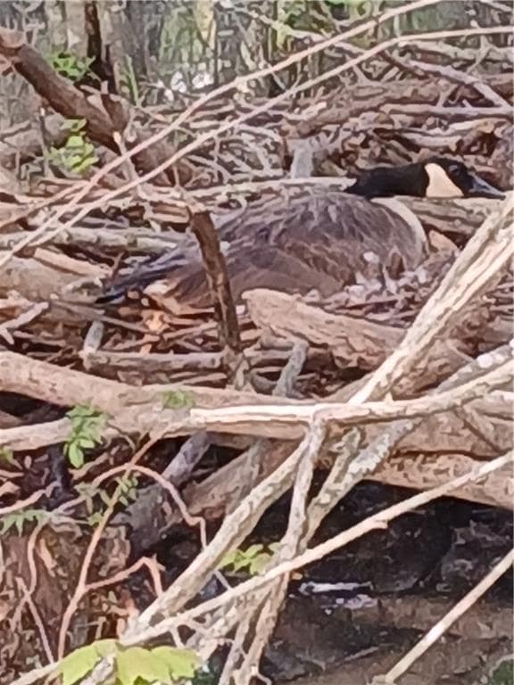 Building Photo - 241 Nacoochee Dr