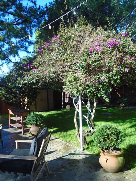 Back garden - 1532 Yale St