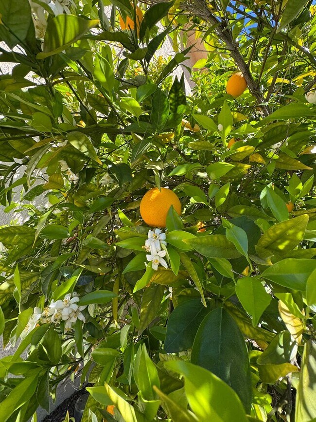 Building Photo - Prime Cul-de-Sac Location with Expansive Backyard