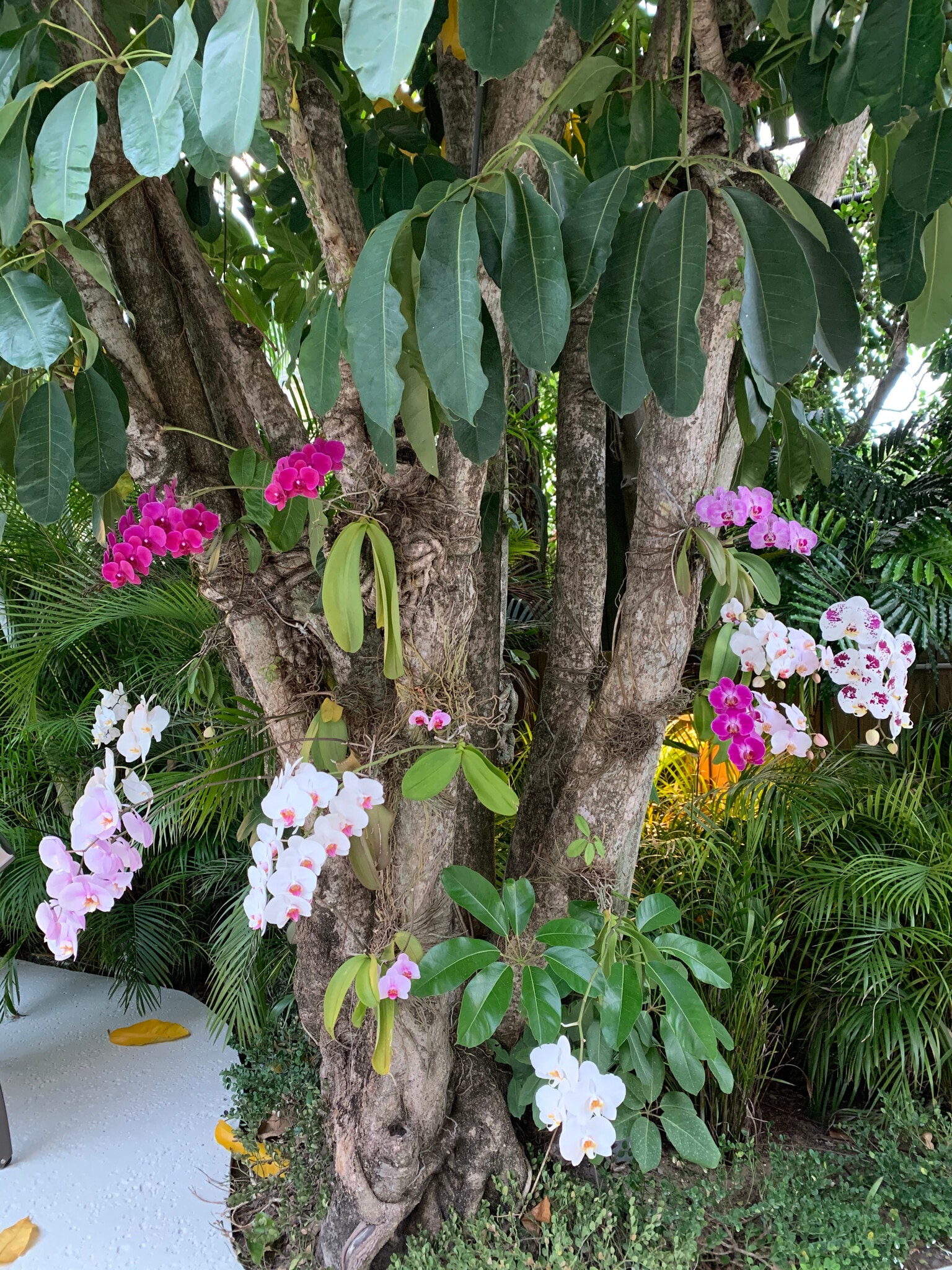 Pool Garden - 401 Peruvian Ave