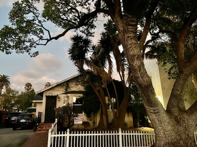 tree line front yard - 1527 18th St