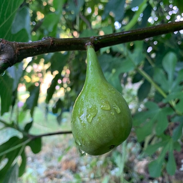 Mature fig trees - 4219 Colver Rd
