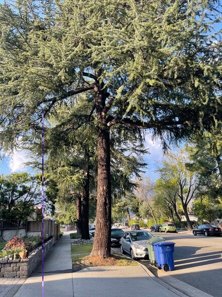 Tree lined street - 1431 1/2 N Allen Ave