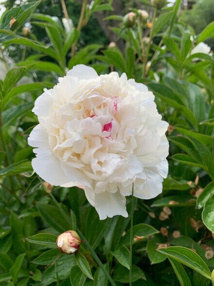 Seasonal Peonies - 4219 Colver Rd