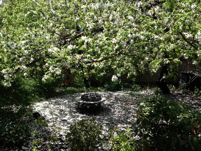 yard Macintosh apple & fireplace - 36 Greenough Ave