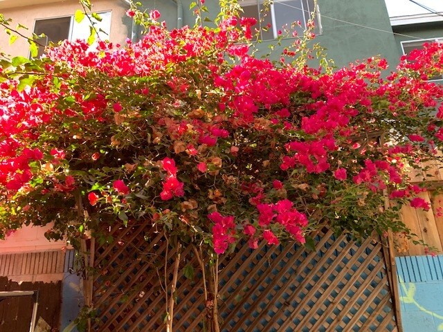 Backyard area - 1255 Los Robles N Ave