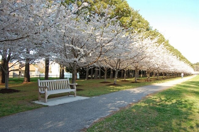 Cherry blossoms Redwing Park - 1261 Eaglewood Dr