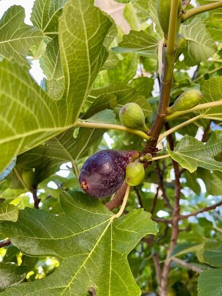 Figs galore! - 459 44th St