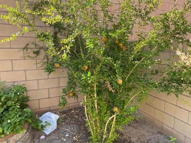 Building Photo - Green Valley!! Gated!! 4 Bedrooms!! Bed & Bath Downstairs!!  TANKLESS WATER HEATER!!! Covered pat...