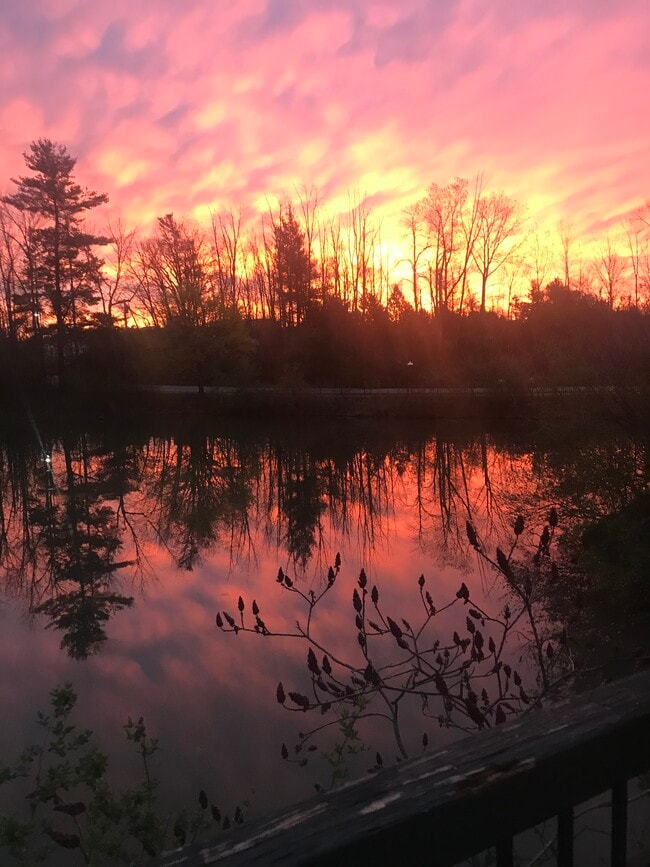 Pond just off the back deck - 9 Lake Forest Dr