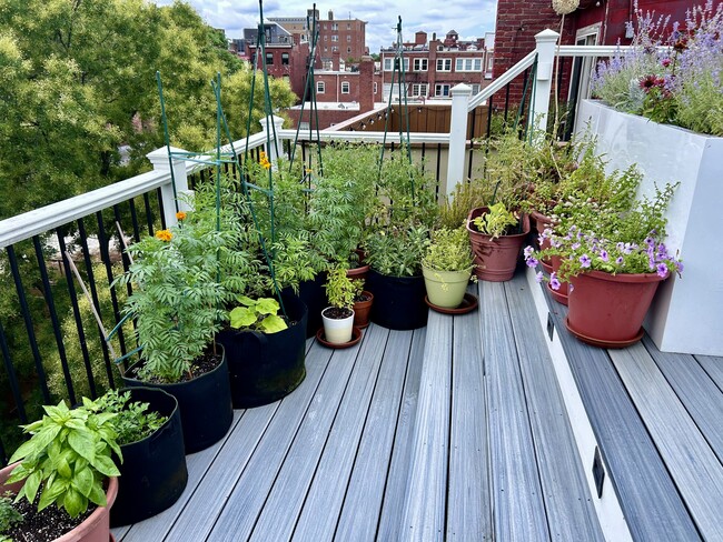 Rooftop terrace - 1808 Riggs Pl NW