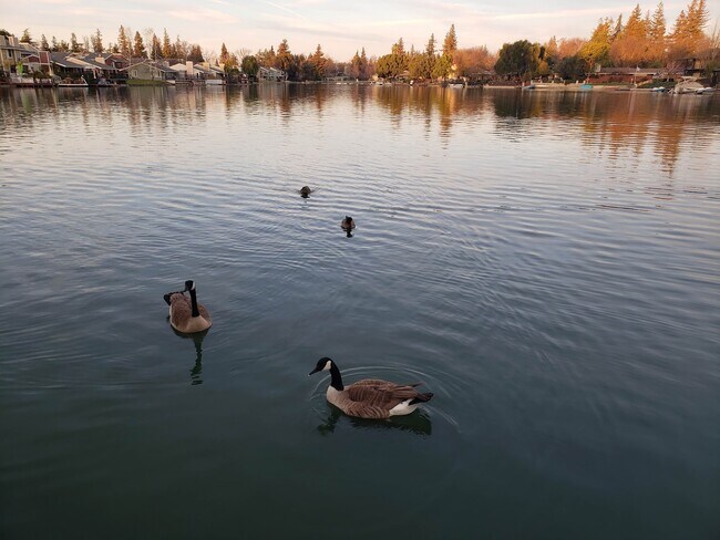 Lots of geese around the area - 6614 Embarcadero Dr