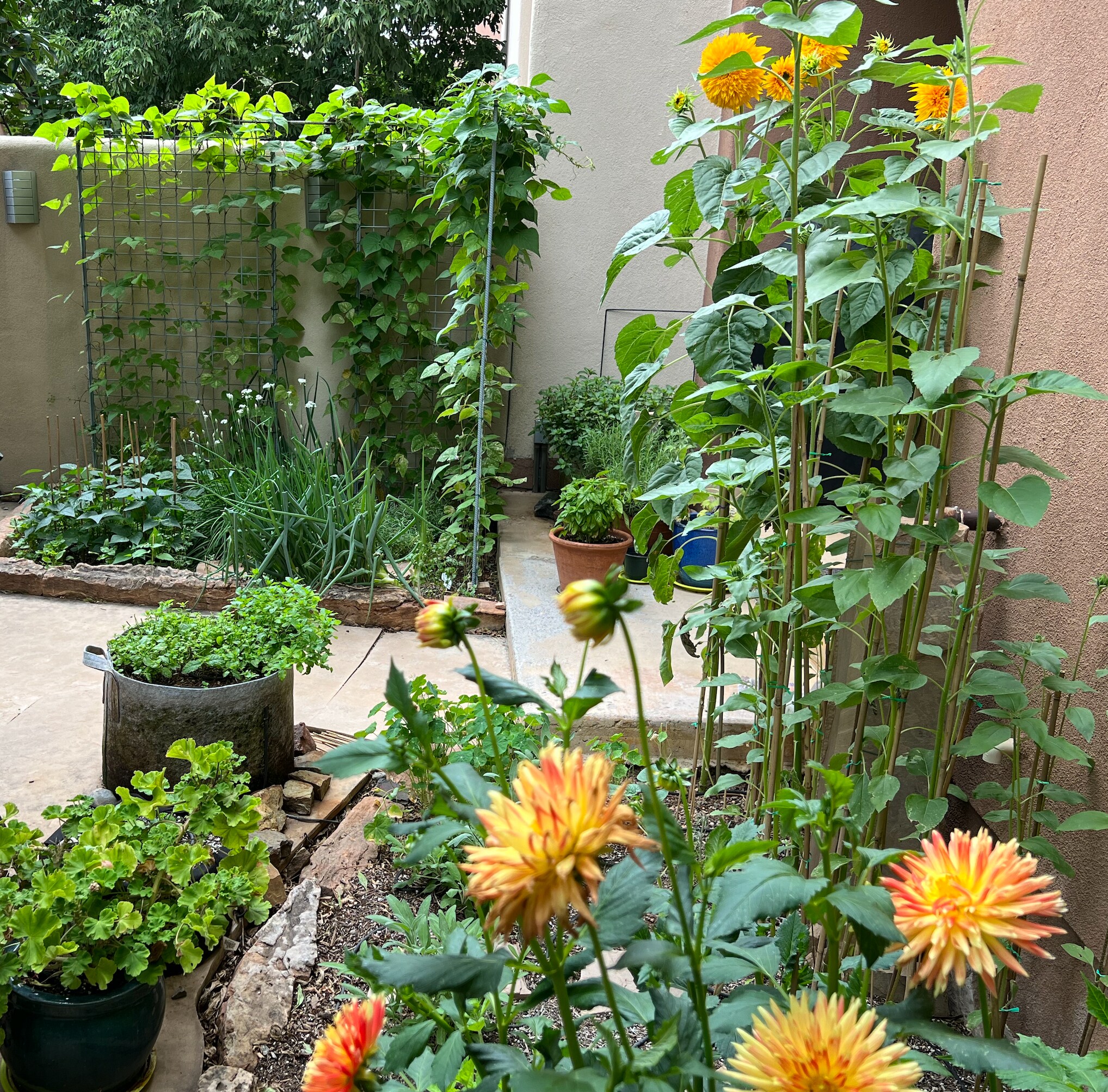 Dahlias, bean vines, mint, oregano, sunflowers! - 56 Oshara Blvd