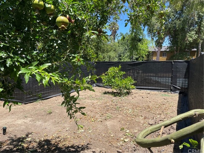 Lemon & pomegrante trees in backyard - 5820 Calvin Ave