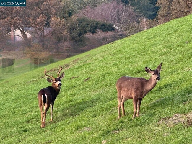 Building Photo - 44 Pulido Ct