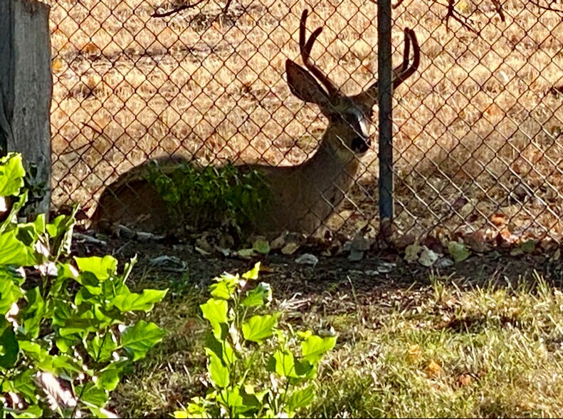 Building Photo - 11440 Sandy Creek Dr