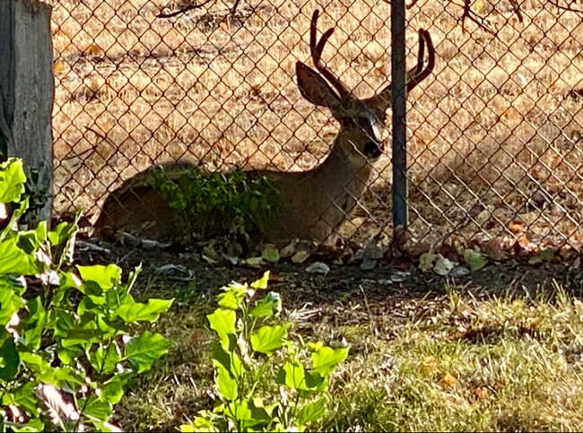 Building Photo - 11540 Sandy Creek Dr