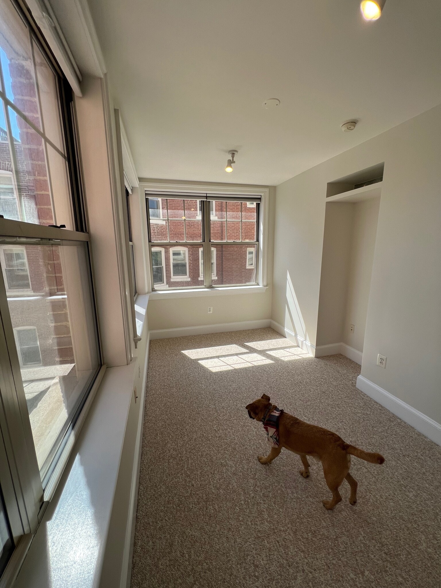 2nd Bedroom (and my dog) - 3220 17th St NW