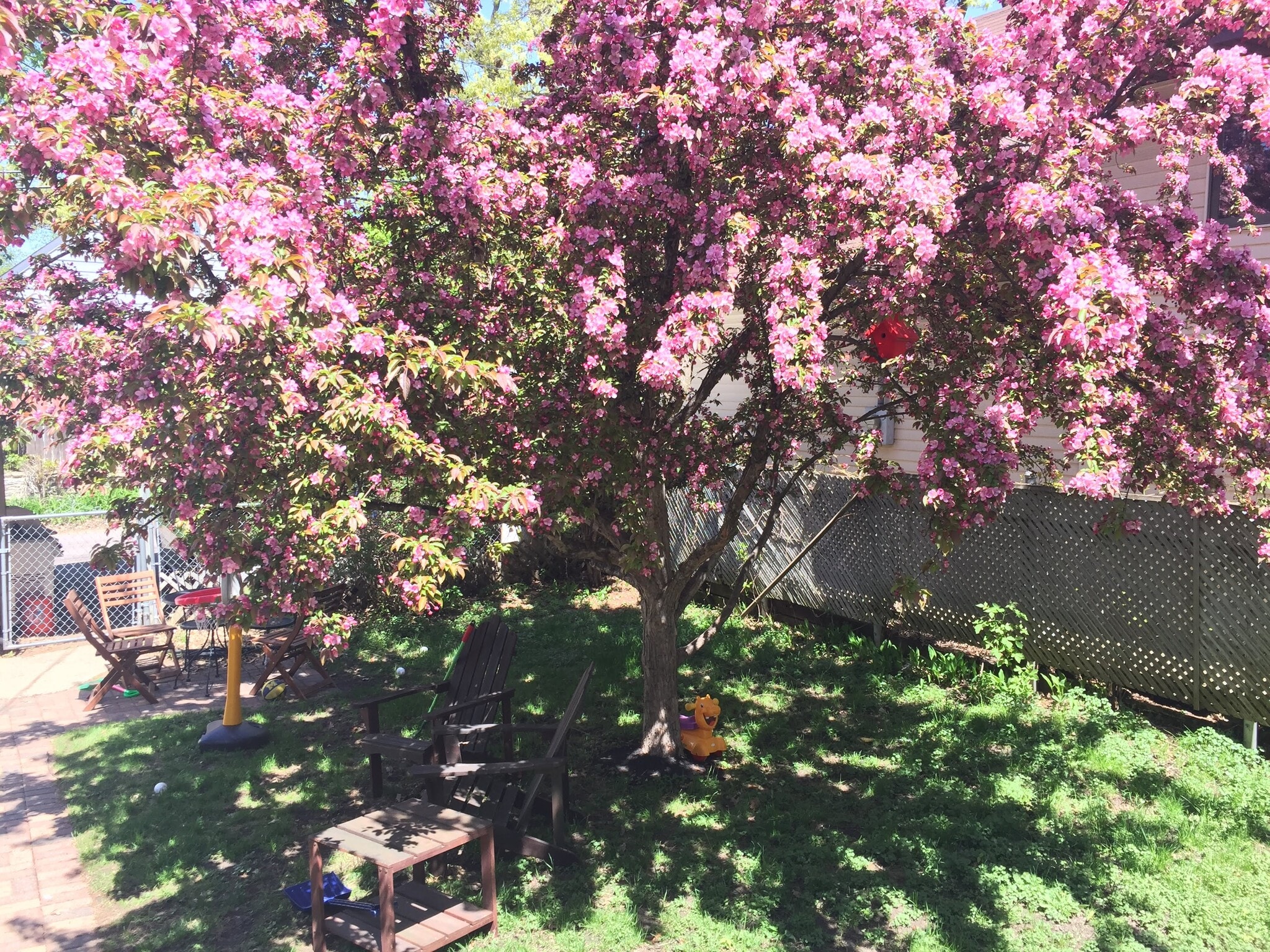 Backyard - 1347 W Highland Pkwy