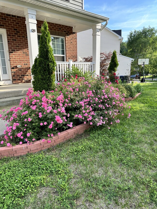 Roses and crepe Myrtle trees add to the curb appeal - 1023 Cook Dr SE