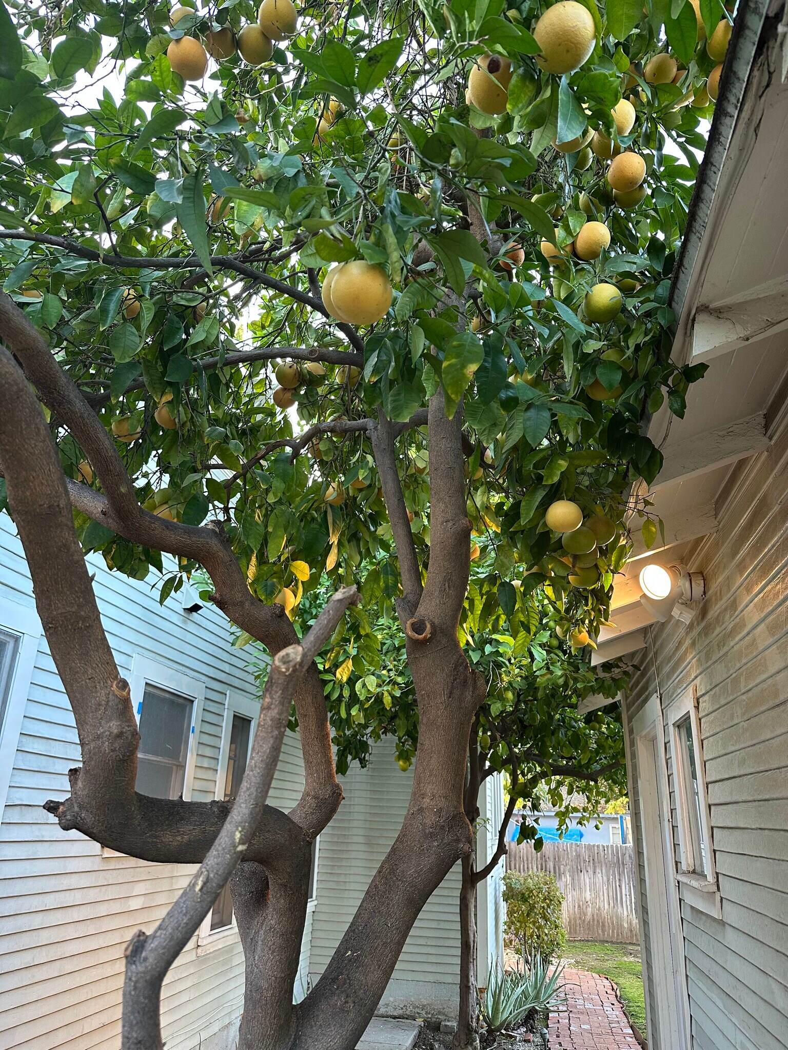 Building Photo - 325 E Colorado Blvd