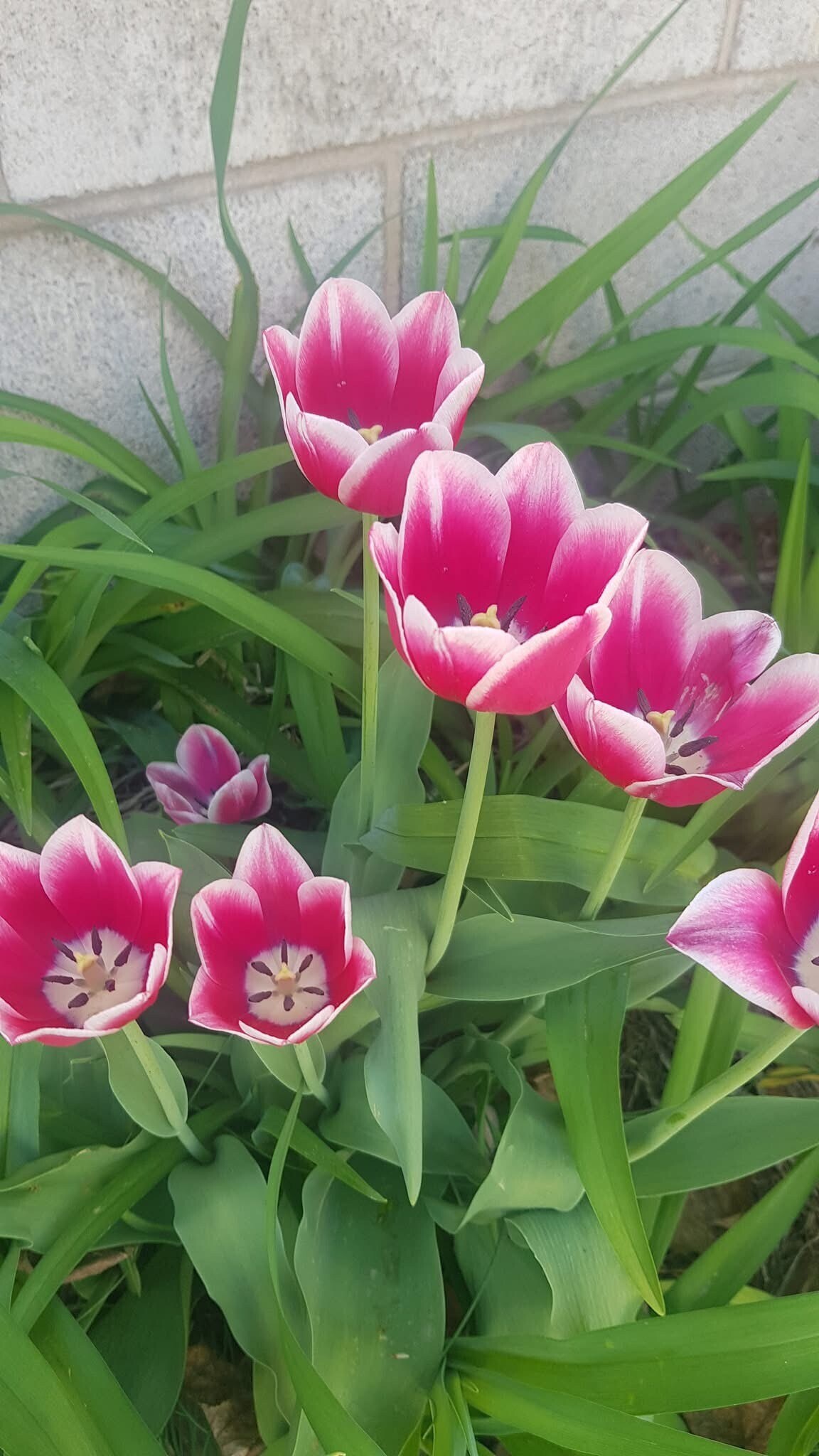 Beautiful Landscaping - 607 W Picnic St