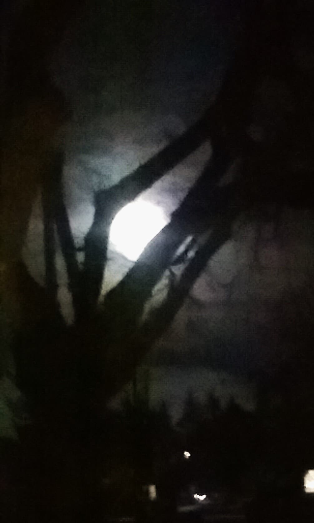Full Moon Through Trees - 1833 NE 52nd Ave