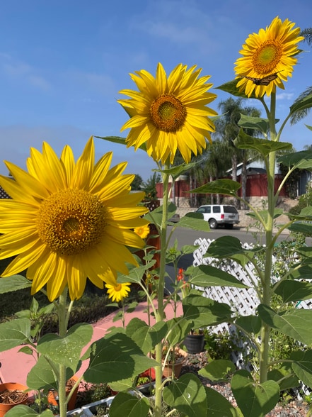 Building Photo - 9859 Gandy Ave