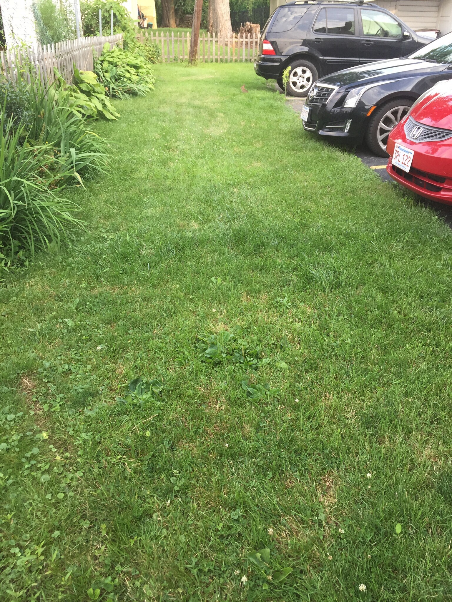 Back lawn area extends around to garage - 129 N Elm St