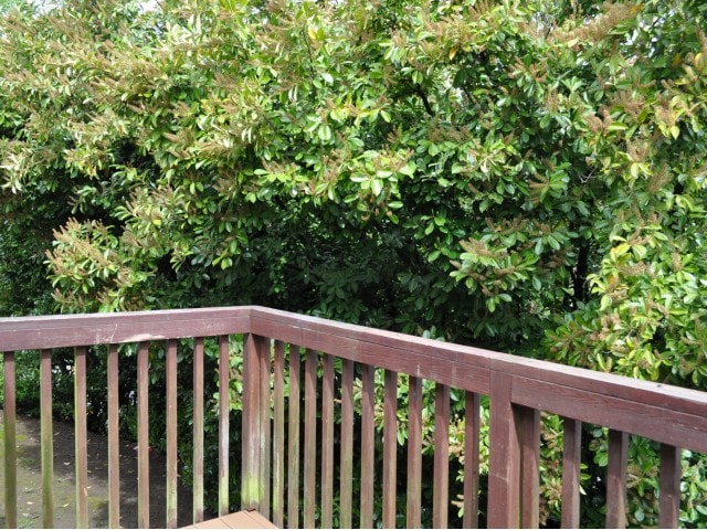 2 Bedroom - Montclair Apartments