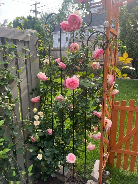 Garden - 15 Olney St