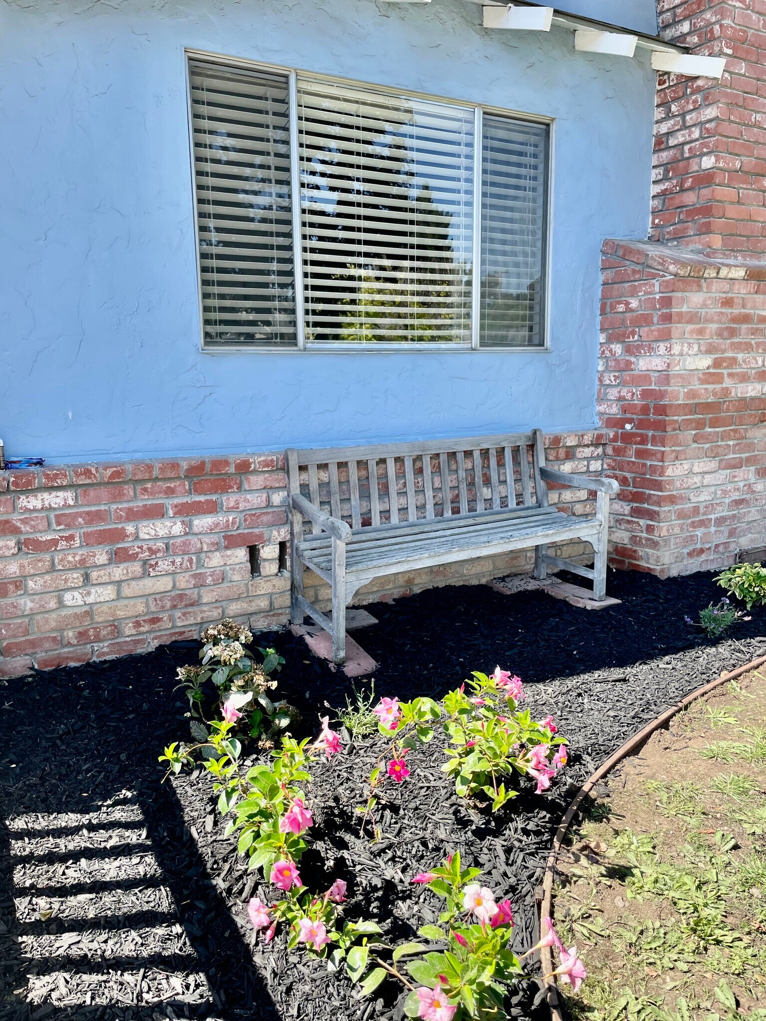 Front yard garden - 141 Kittoe Dr