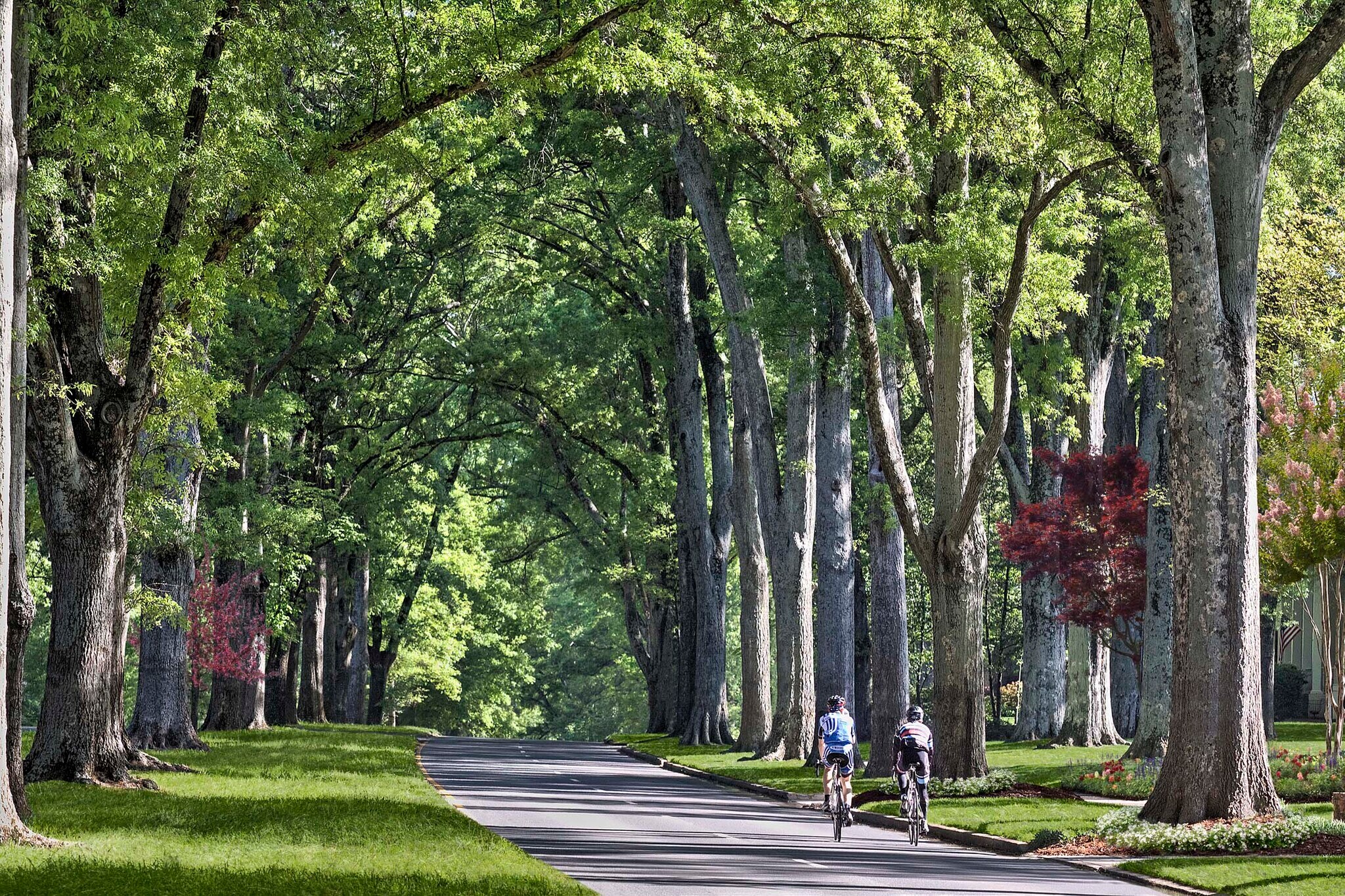 tree lined streets - 2104 Park Rd