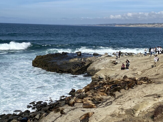 La Jolla Beaches - 7635 Draper Ave