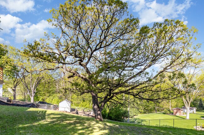 Giant oak tree in backyard - 3937 Pumice Ct